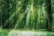 Giá cao su kỳ hạn tại Tokyo ngày 28/6 giảm 